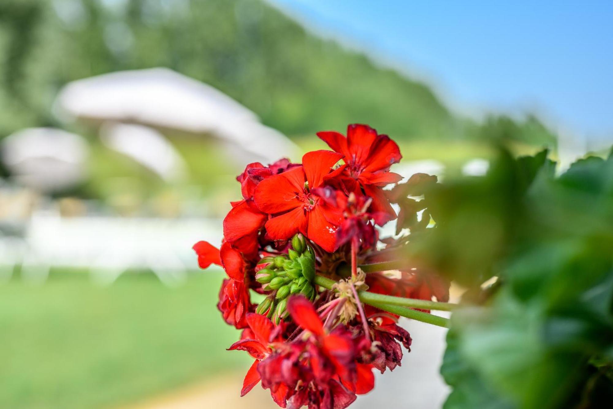 La Casa Di Valeria - Modena Bed and Breakfast Εξωτερικό φωτογραφία